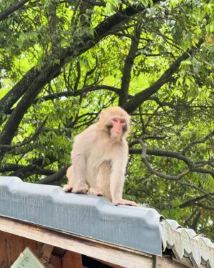 Nutthasid Panyangarm Instagram - ป้ายเค้าบอกห้ามปีน พวกเอ็งอ่านไม่ออกหรอ? 🐵😠