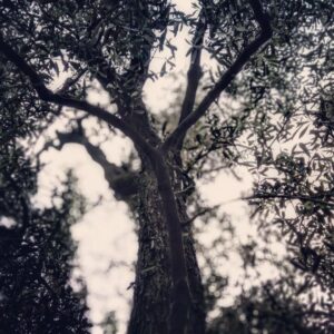 Ogün Kaptanoğlu Instagram - Yani öylesine ciddiye alacaksın ki yaşamayı, yetmişinde bile mesela, zeytin dikeceksin.
Nazım Hikmet Ran

Yeni, güzel başlangıçlar, yeni manzaramız ve zeytinlerimiz🌿