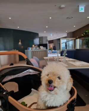 Oh Eui-sik Instagram - 🐶오름이랑 함께 하는 여행은 늘 고민인데요
뭐든지 다 오름이와 함께 할 수 있어서 정말 좋았어요!
반려견과 함께 가족여행 하기에 좋은 곳 이에요👍
@theweekand_resort #광고