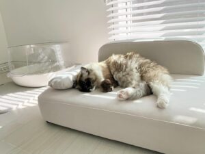 Oh Hye-won Instagram - 앙모의 최애소파🤍 @bonest.insta
색감이나 디자인이 넘 맘에들어요 긁힘이나 오염에 강해서 관리도 쉽고
세상에 온열 통풍기능까지. 5-6kg두냥이가 올라갈만큼 넉넉하고, 카메라만 들이밀면 도망가는 겁쟁이 나나도 올라오고 싶어서 기웃기웃해요🩶 #펫소파 #보네스트 #온열소파