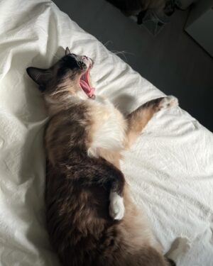 Oh Hye-won Instagram - 엉뚱하고 자신감 넘치는 귀여운 나의 앙코