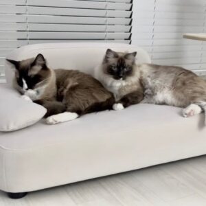 Oh Hye-won Instagram - 앙모의 최애소파🤍 @bonest.insta
색감이나 디자인이 넘 맘에들어요 긁힘이나 오염에 강해서 관리도 쉽고
세상에 온열 통풍기능까지. 5-6kg두냥이가 올라갈만큼 넉넉하고, 카메라만 들이밀면 도망가는 겁쟁이 나나도 올라오고 싶어서 기웃기웃해요🩶 #펫소파 #보네스트 #온열소파