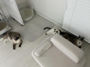 Oh Hye-won Instagram - 앙모나의 냥글냥글 새 집 적응기