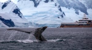 Oleg Tinkov Instagram - Antarctica ❤️
I have visited South Pole in 2019.
Now, is a coastal line.
Beautiful, will post more photos later.
We live once, go for it™️