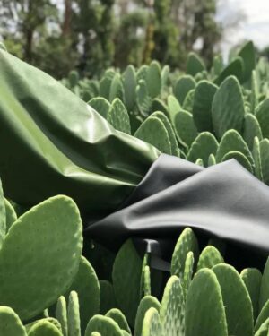 Olga Merediz Instagram - Repost from @georgelopez
•
Amazing!! We’ve always made something out of almost nothing, it’s part of who we are, but this is next level! 

Swipe ⬅️ Adrian and Marte, two entrepreneurs from #Mexico have successfully made vegan ‘leather’ called “Desserto” out of Nopal #Cactus and looks identical to its animal skin counterpart — without harming animals or the environment in the process 🧑🏼‍🌾🌵

These leaves are harvested from organically grown cactus plants, cleaned, mashed, and left in the sun to dry for three days before being processed and then grounded into powder. Finally the powder is mixed with a patented formula to produce leather.

(📸 @desserto.pelle)