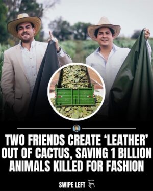 Olga Merediz Instagram - Repost from @georgelopez
•
Amazing!! We’ve always made something out of almost nothing, it’s part of who we are, but this is next level! 

Swipe ⬅️ Adrian and Marte, two entrepreneurs from #Mexico have successfully made vegan ‘leather’ called “Desserto” out of Nopal #Cactus and looks identical to its animal skin counterpart — without harming animals or the environment in the process 🧑🏼‍🌾🌵

These leaves are harvested from organically grown cactus plants, cleaned, mashed, and left in the sun to dry for three days before being processed and then grounded into powder. Finally the powder is mixed with a patented formula to produce leather.

(📸 @desserto.pelle)