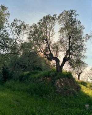 Olga Plojhar Bursíková Instagram - A Tuscan dream ☀️