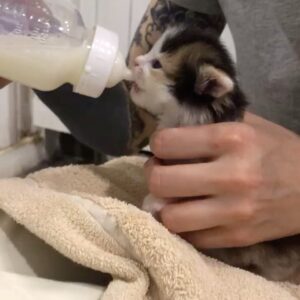 Olga Tumaykina Instagram - По просьбе моих подписчиков,и видимо,-почитателей котов(особенно новорождённых,и особенно подброшенных)))...а потом,-выпущенных на волю в добрые руки и добрые семьи..Произвольная программа из жизни устроенных котят..свежие фотки-обещаны..а,-это! Недавние кадры из новой жизни в Добрых Руках! Посвящается всем котам и кошкам! А также их Родителям,или Хозяевам!)))#ктовдетствеслышалнеситудаоткудапринес #яслышалаинеуносила #пристоиличетверых #мымолодцы #кошкинылюдикоторыелюбятсобак #молодцытектоприютилидалдом #подаритекотенкутепло #неартисткинодело #ачтоделать #мывответедажезатехкогонесобиралисьприручать #оченьнуженмиллиард #миллииардденегдлябездомныхкошекикотов #длялюдейнуженбиллионденег