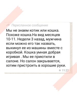 Olga Tumaykina Instagram - Вот и ещё одна кошачья душа в растерянности .. Кошечка! С янтарными глазами! Подбросили...или выбросили,лучше сказать..Живет пока в салоне,который закрывают.. И все мы ищем добрые руки для этой девочки))... семья, отзовитесь! 🙏💖
#ищемдомдлякошки #кошка #красота #ищемдобрыеруки #ищемдобрыххозяев