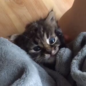 Olga Tumaykina Instagram - По просьбе моих подписчиков,и видимо,-почитателей котов(особенно новорождённых,и особенно подброшенных)))...а потом,-выпущенных на волю в добрые руки и добрые семьи..Произвольная программа из жизни устроенных котят..свежие фотки-обещаны..а,-это! Недавние кадры из новой жизни в Добрых Руках! Посвящается всем котам и кошкам! А также их Родителям,или Хозяевам!)))#ктовдетствеслышалнеситудаоткудапринес #яслышалаинеуносила #пристоиличетверых #мымолодцы #кошкинылюдикоторыелюбятсобак #молодцытектоприютилидалдом #подаритекотенкутепло #неартисткинодело #ачтоделать #мывответедажезатехкогонесобиралисьприручать #оченьнуженмиллиард #миллииардденегдлябездомныхкошекикотов #длялюдейнуженбиллионденег