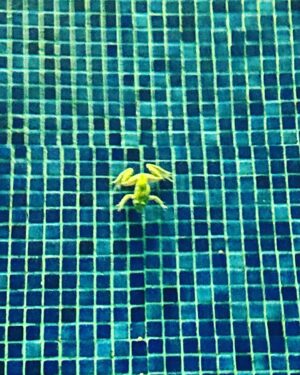 Oliver Masucci Instagram - this frog really likes our pool. Comes for a swim every evening…#frogger #frog #poolfrog