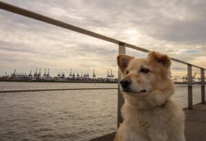 Olli Schulz Instagram - First time in Hamburg. Juri is very amused #Wuffelmann #Waterkant