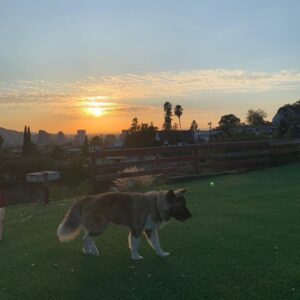 Omar Benson Miller Instagram - It's a jungle out there... Stay ready
#dogsofinstagram #akita #chemtrails