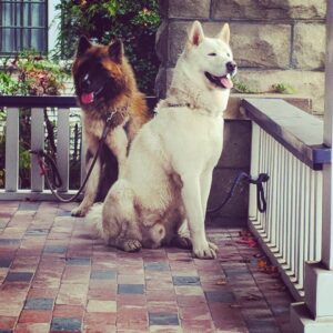 Omar Benson Miller Instagram - The escape artists, freshly sprung from the joint...again #dogsofinstagram #akita #freeballing