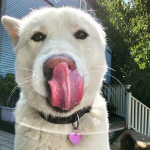 Omar Benson Miller Instagram - Stay hydrated folks #humpday in a heatwave... it’s nose licking hot 🥵 #dogsofinstagram  #dogs #akitasofinstagram