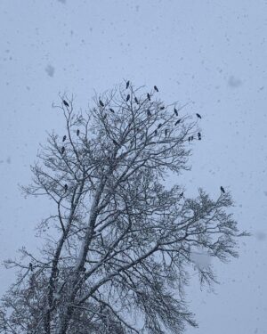 Ophélia Kolb Instagram - Aujourd’hui en salles 🎥
( je suis fan d’Anne Le Ny, je vous le dis)
(Et pendant le tournage je découvre que j’ai eu une fascination oiseaux neige)