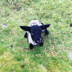 Orla Brady Instagram - This lil fellah in the next door field to me in Connemara. I mean COME ON...#intothebadlands