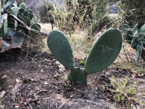 Orla Brady Instagram - Cactus Bunny has grown since Easter #actorslife #intothebadlands
