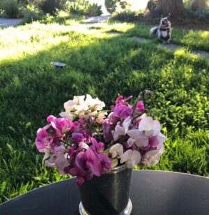 Orla Brady Instagram - Wild canyon sweetpeas (and a curious hound) #sundays