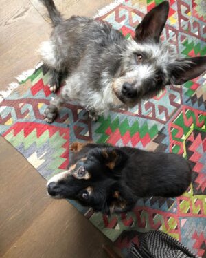 Orla Brady Instagram - And it’s good morning from them, or more accurately ‘where’s our feckin breakfast?’ #monday
