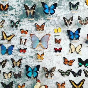 Orla Brady Instagram - Pretty...till you realise they are actual dead butterflies