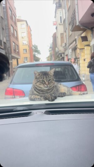 Orlin Pavlov Instagram - 