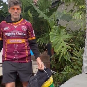 Osher Günsberg Instagram - Just getting all the rags ready to mop up the tears of my entirely @nswblues household. Let's go @qldmaroons ! #stateoforigin @powderfinger_bandofficial
