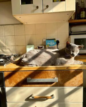 Owen Jones Instagram - Keir ☀️🐈😻