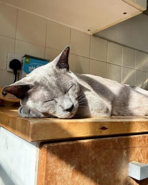 Owen Jones Instagram - Keir ☀️🐈😻