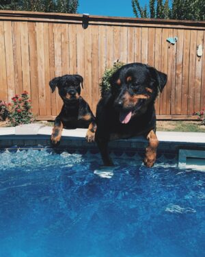Owen Patrick Joyner Instagram - Happy first birthday sushi. You big beautiful manatee. You’re the best Big Bin.