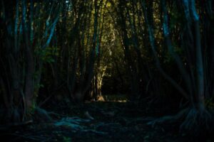 Owen Teague Instagram - Trees and knees #floridawetlands