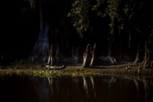 Owen Teague Instagram - Trees and knees #floridawetlands