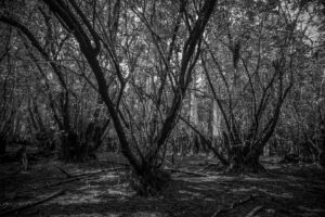 Owen Teague Instagram - Trees and knees #floridawetlands