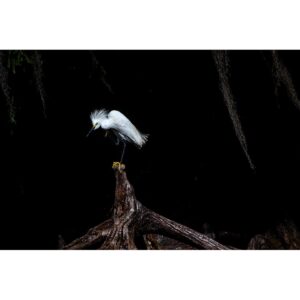 Owen Teague Instagram - Wildlife around the USF Nature Preserve, 2 days ago. @usouthflorida is accepting proposals for development of this invaluable and beautiful land. It’s heartbreaking. Please go to @save.usfforestpreserve and sign their petition to keep the Preserve untouched. #saveusfforestpreserve