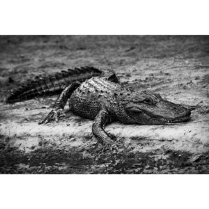 Owen Teague Instagram - Wildlife around the USF Nature Preserve, 2 days ago. @usouthflorida is accepting proposals for development of this invaluable and beautiful land. It’s heartbreaking. Please go to @save.usfforestpreserve and sign their petition to keep the Preserve untouched. #saveusfforestpreserve