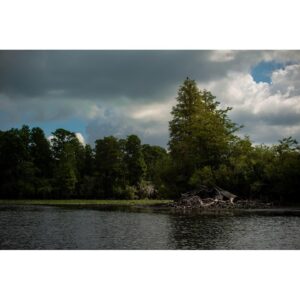 Owen Teague Instagram - Wildlife around the USF Nature Preserve, 2 days ago. @usouthflorida is accepting proposals for development of this invaluable and beautiful land. It’s heartbreaking. Please go to @save.usfforestpreserve and sign their petition to keep the Preserve untouched. #saveusfforestpreserve