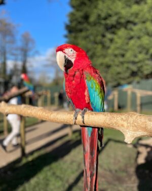 Özge Sezince Varley Instagram - Tropical Birdland 🦜 

#tropicalbirdland #tropicalbirds #englishlife #lifeinuk #familytime #familylife #familylove