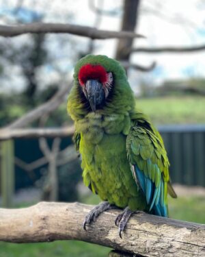 Özge Sezince Varley Instagram - Tropical Birdland 🦜 

#tropicalbirdland #tropicalbirds #englishlife #lifeinuk #familytime #familylife #familylove