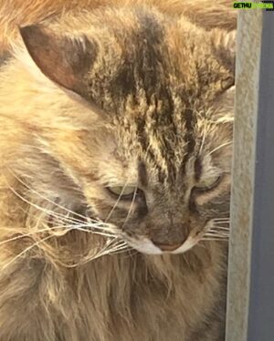 Özgür Ege Nalcı Instagram - Kedi favorim