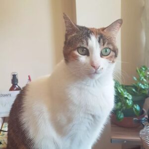 Özlem Çakar Instagram - #4ekimhayvanlarıkorumagünü bugun. 
Herseyin basi sevgi,vicdan...biz ancak cevremizdekiler de mutlu olursa mutluyuz aslinda.  Bireysel mutluluklar gecici, etrafimizdaki insan,hayvan,dogadir bu dunyayi yasanilir kilan. Korkabilirsiniz,uzak durabilirsiniz ama kotuluk yapmaya hakkiniz yok! Ne insana ne hayvana ne dogaya! 
Bugune ozel indirim var pekcok yerde. Alin bir poset mama,severek besleyin mahallenizdeki sokak cocuklarini🙏 nasil minnettar olduklarini goreceksiniz. Hatta insandan daha vefali olduklarini soyleyebilirim! 
1.fotodaki benim evdeki kizim, 5 yil once sokaktan evlat edindim. Diger ikisi sitedeki onlarca besleme yaptigim kedilerden.. Son foto da gecen sene kaybettigimiz oglumuz,kopegimiz Sampi🙏
Dunya onlarla guzel..emin olun🐾🐶🐈🌻