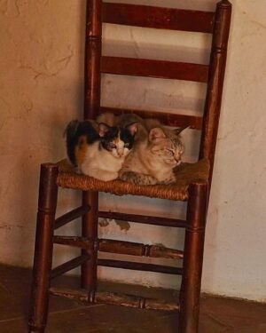 Paco Tous Instagram - Miau!!! Hoy miau !!!