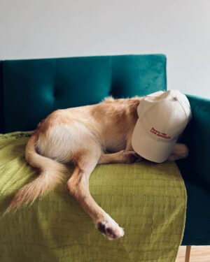 Paloma López Instagram - Hemos visto el sol 5 min y ha sido apasionante 🐾🏠🐆