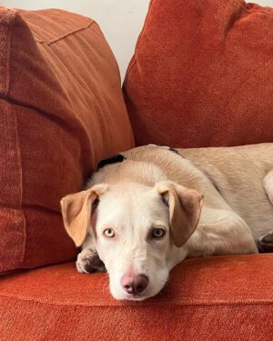 Paloma López Instagram - Querido Leo, tú no vas a leer este post pero yo lo escribo igual. Cumples 1 año, y la primera foto es de cuando te rescatamos en la protectora. He de decir que tú me rescataste a mi y me diste mucho de lo que me faltaba. Hacia 2 años que se murió mi perrita Noa y yo estaba tan triste que no era capaz de coger otro perrito, pero apareciste tú. Y desde el minuto uno me cautivaste. Te pareces a tu padre, pero eres gracioso y divertido como tu madre 😝 🤍  #adoptanocompres #dog