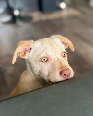 Paloma López Instagram - Querido Leo, tú no vas a leer este post pero yo lo escribo igual. Cumples 1 año, y la primera foto es de cuando te rescatamos en la protectora. He de decir que tú me rescataste a mi y me diste mucho de lo que me faltaba. Hacia 2 años que se murió mi perrita Noa y yo estaba tan triste que no era capaz de coger otro perrito, pero apareciste tú. Y desde el minuto uno me cautivaste. Te pareces a tu padre, pero eres gracioso y divertido como tu madre 😝 🤍  #adoptanocompres #dog
