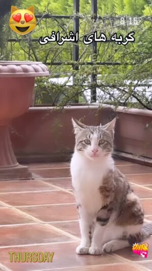 Parichehr Moshrefi Instagram - #گربه گربه های من #😻 #😻😻😻 
.
#گربه_پرشین #گربه_ها #گربه_ملوس #گربه_خانگی #گربه_من #گربه_ایرانی #گربه_های_اشرافی #
.
#اکسپلور #اکسپلور_اینستاگرام #explore #explorepage #explore #explorepage✨ #insta #reelsinstagram