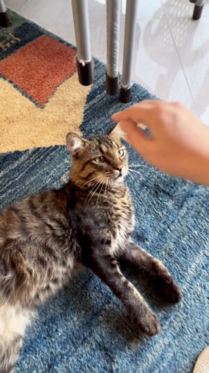 Parichehr Moshrefi Instagram - حالم با اینا خووبه😻😽😽😻😽😻
.
#گربهایرانی #گربه #گربه_پرشین #گربه_ملوس #گربه_ایرانی #گربه_خانگی #گربه_اشرافی #گربهارو_دوست_داشته_باشیم #گربه_من #گربه_اشرافی_نشین😉😺☺️