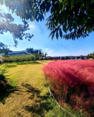 Park Si-hoo Instagram - ❤🍁🍁