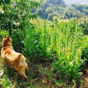 Park Si-hoo Instagram - #camping 
#hometown
Bong gu😁😘😘