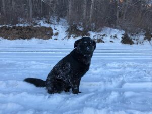 Parker Schnabel Instagram - Well….

Dozer passed away. He  must’ve had a heart attack or aneurism- so it was peaceful anyways. He always had a toy and a wagging tail and was always there when someone needed cheering up (normally me). 

Not easy, he’s been my #1 companion for 9 years and we’ve been through a lot together.
