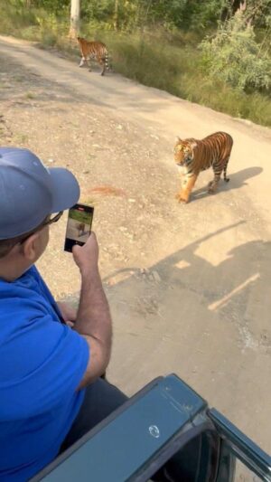 Parul Yadav Instagram - The 5am start did not make me a happy bunny but I don't have words to describe how scared I felt when these 5 tigers walked on to our path. It was scary but exhilarating.. Tigers usually walk alone but this was a mother with one daughter and another set of 3 children from another litter.. The older daughter who is also the main protector, walked quite close to us and stared at us for an unnerving few seconds before strolling away!! @akshaydshinde who knows everything there is to know about the forest had already warned us to not shriek or make any sudden moves to avoid triggering the tigress but boy it was not easy.. absolute gratitude to him and all the forest officials who protect our wildlife and who spent so much time and effort to spot these beautiful animals!! The plethora of beautiful, wonderful, magnificent animals of all shapes and sizes can be found in Tipai so head there instead of pining for Masai Mara!!

#WildLifeLuxuries #WildLife #Tipeshwar #Tipai #Tiger #Safari #TigerConservation #TigerStripes #TigersMeetTigers @tipai_wli